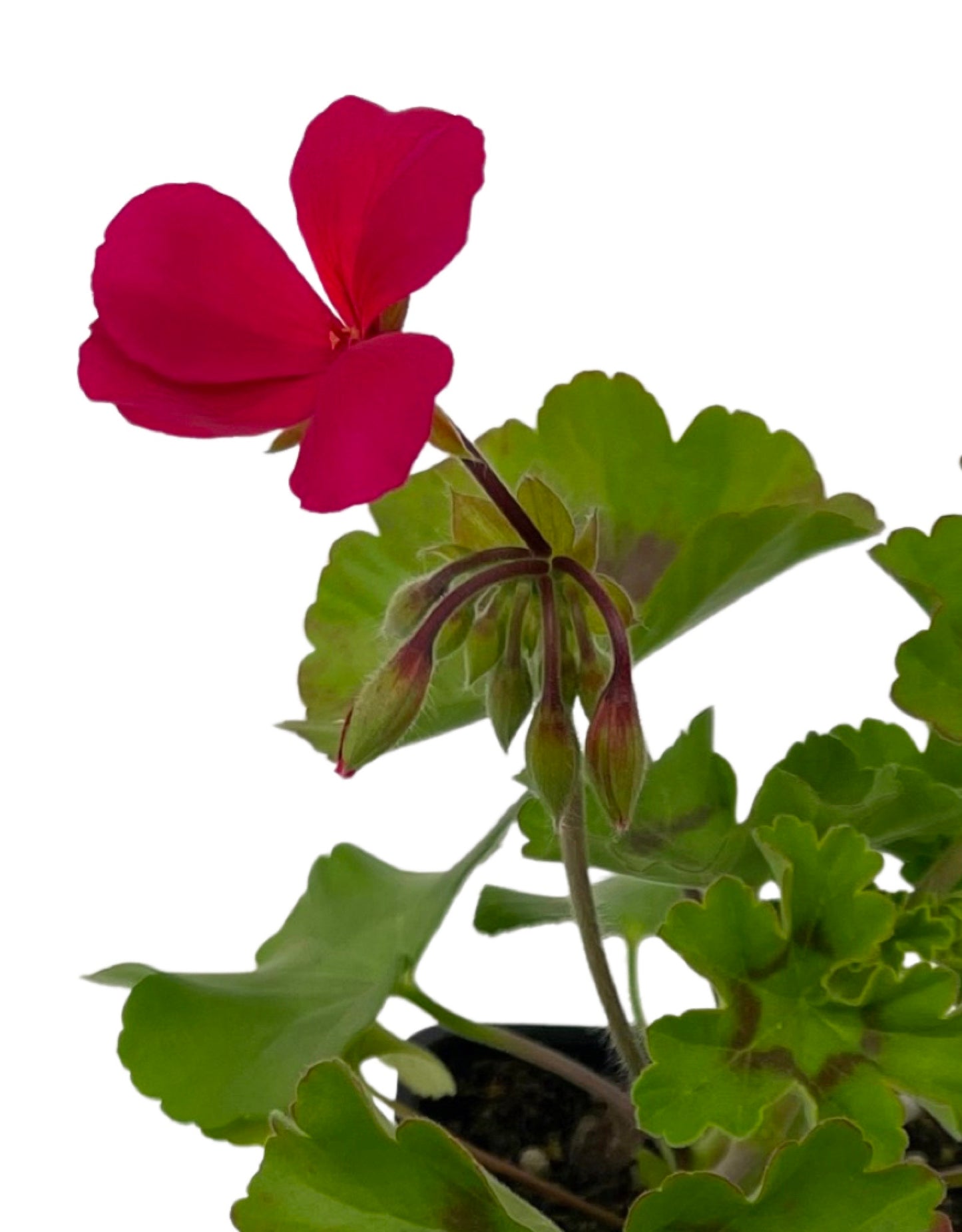 Geranium Zonal 'Caliente Magenta'