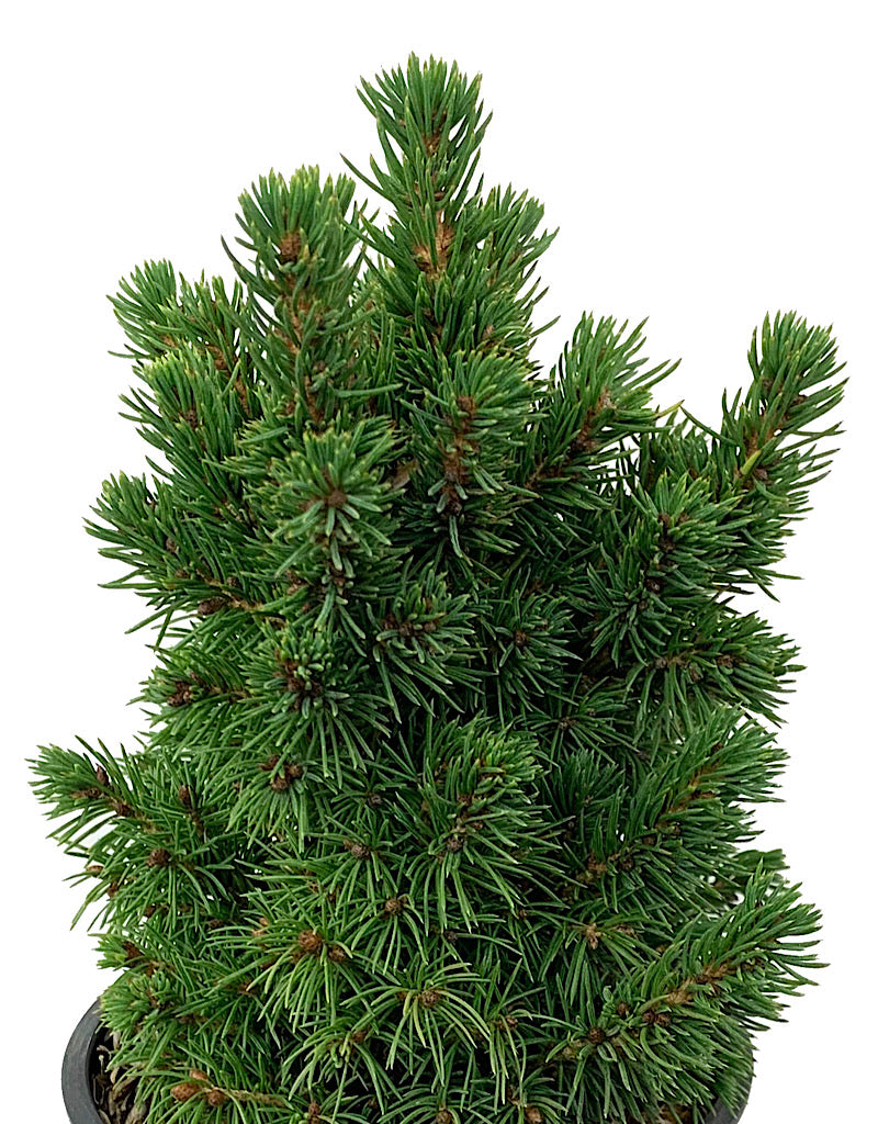 Picea glauca 'Humpty Dumpty' 4 Inch