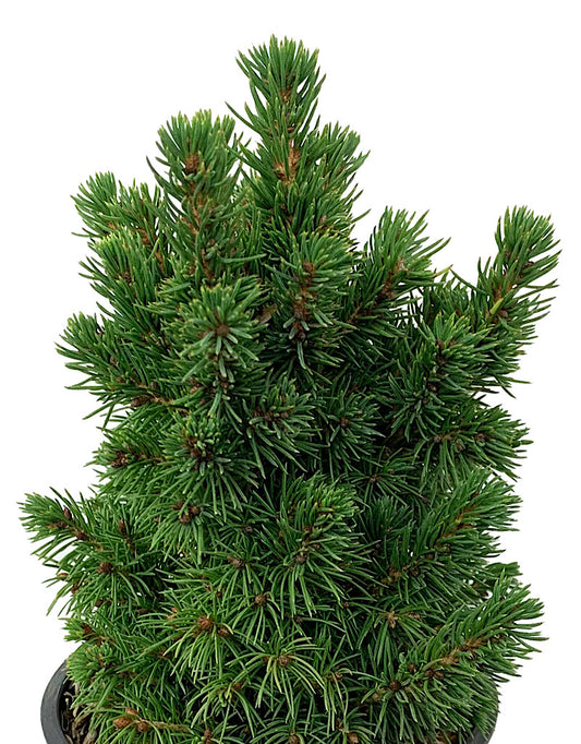 Picea glauca 'Humpty Dumpty' 4 Inch
