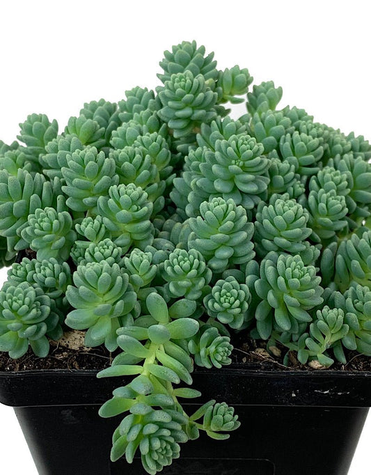 Sedum dasyphyllum 'Major' 4 Inch - The Garden Corner