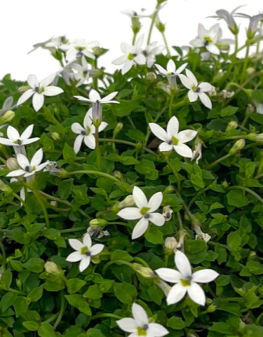 Pratia pedunculata 'Alba' 4 inch