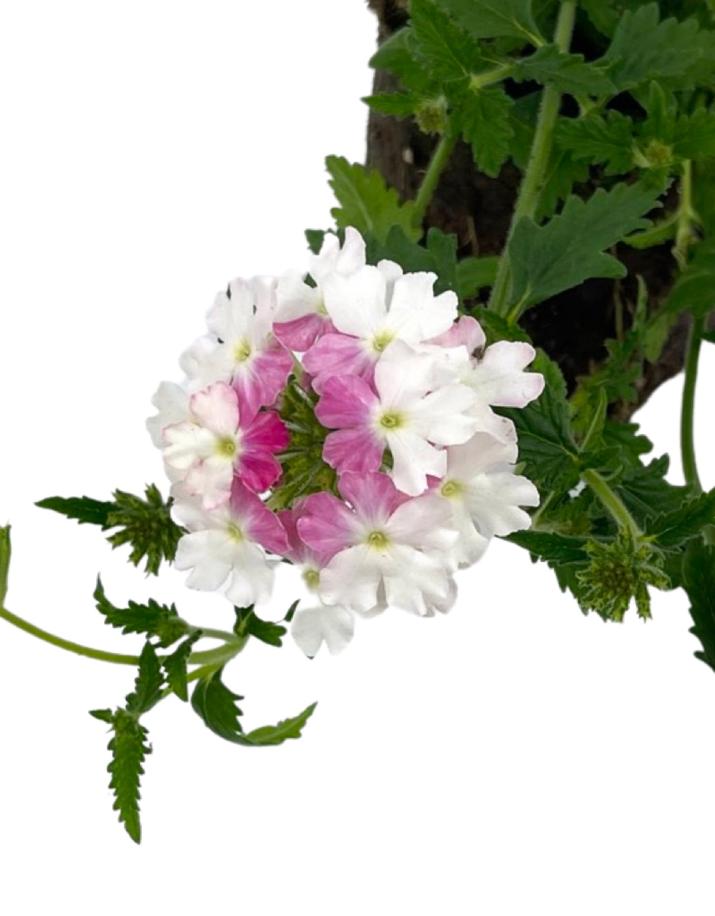 Verbena 'Lanai Twister Pink'