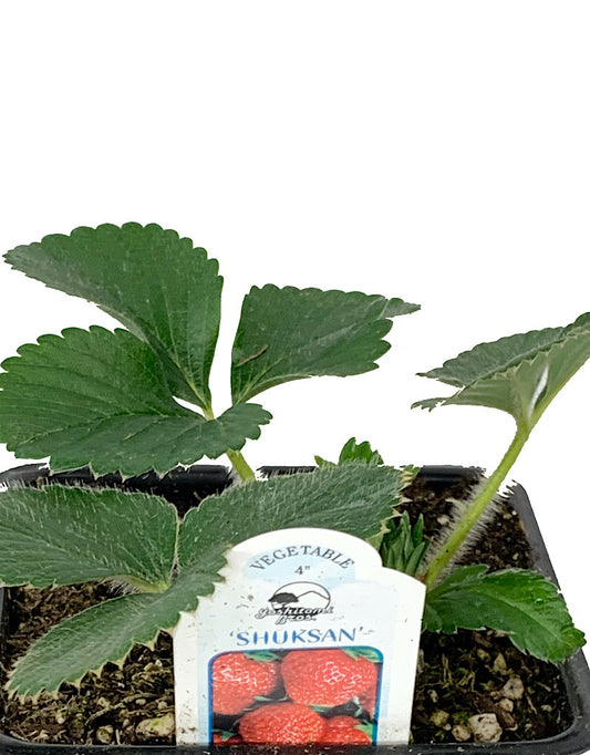 Strawberry 'Shuksan'