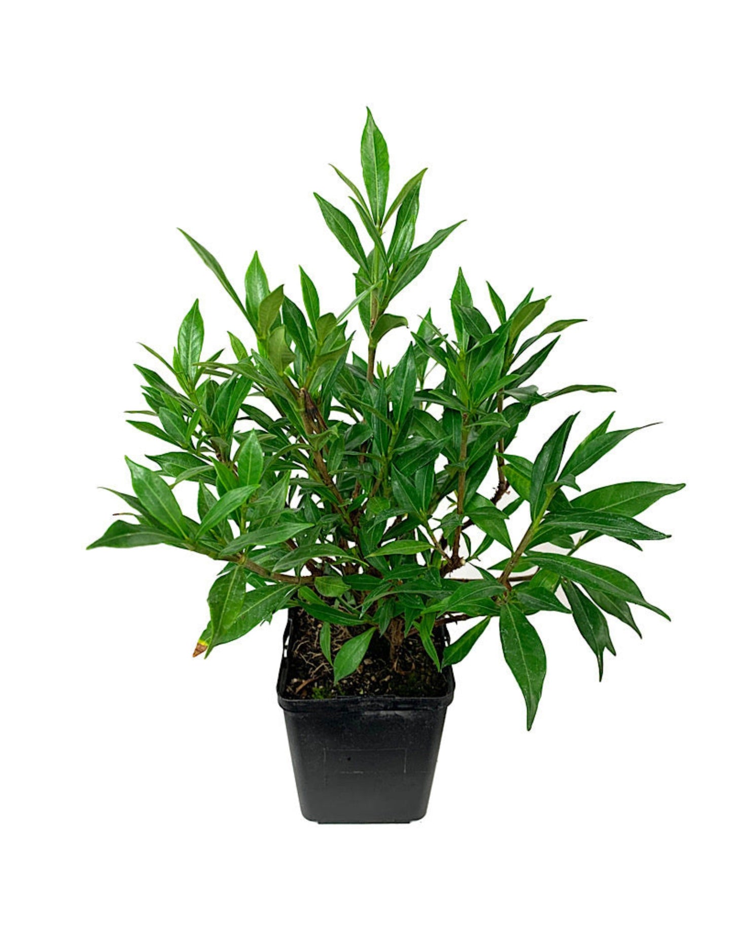 Gardenia jasminoides 'Frost Proof ' - Shrubs