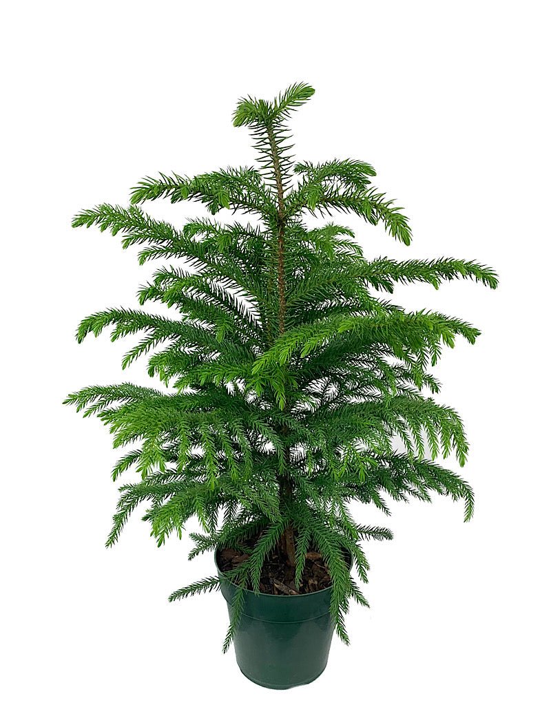 Araucaria heterophylla - The Garden Corner