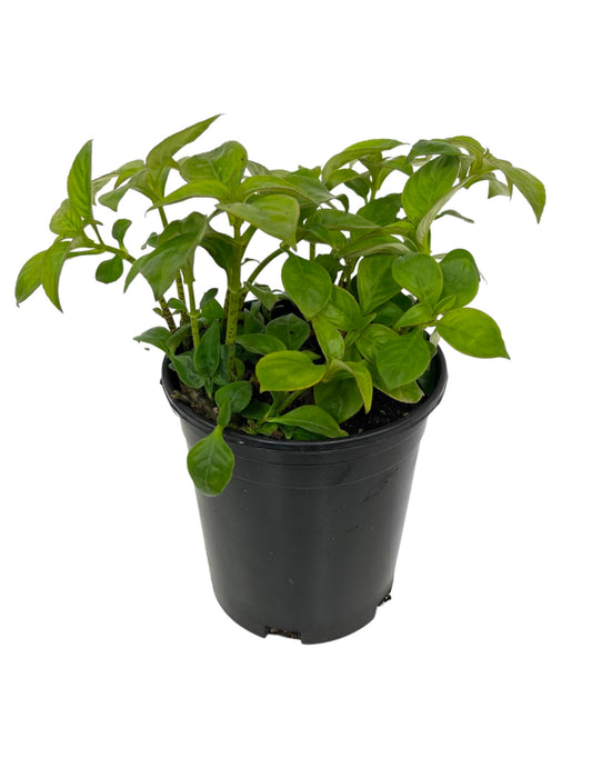 Hemiboea subcapitata - The Garden Corner