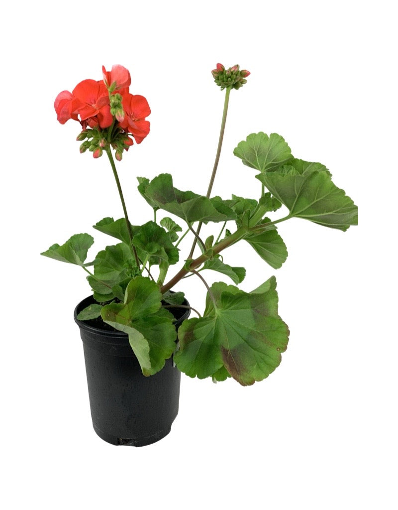 Geranium Zonal 'Rocky Mountain Orange'