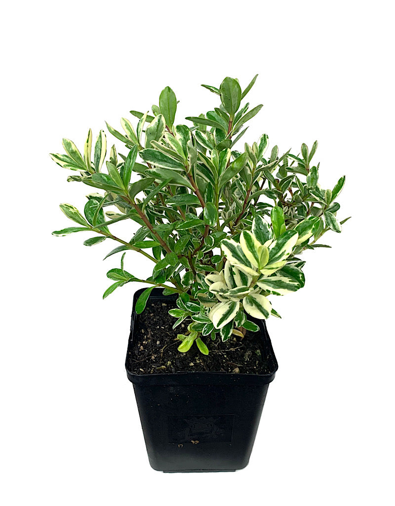 Hebe speciosa 'Variegata'