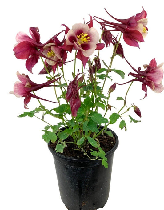 Aquilegia 'Winky Double Red/White' - The Garden Corner