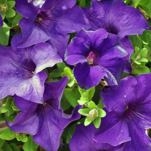 Petunia 'Surfinia Purple Majesty'