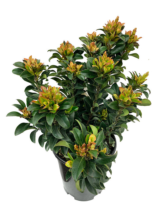 Rhaphiolepis umbellata 'Minor'