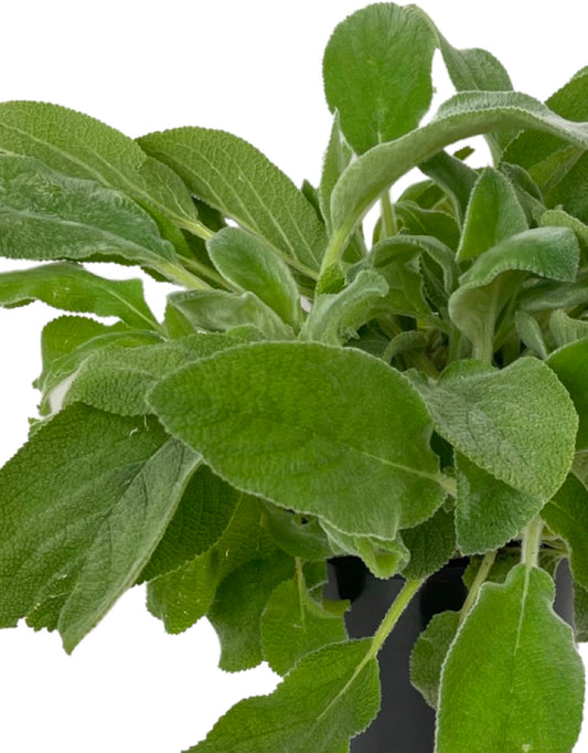 Stachys byzantina 'Big Ears' - The Garden Corner