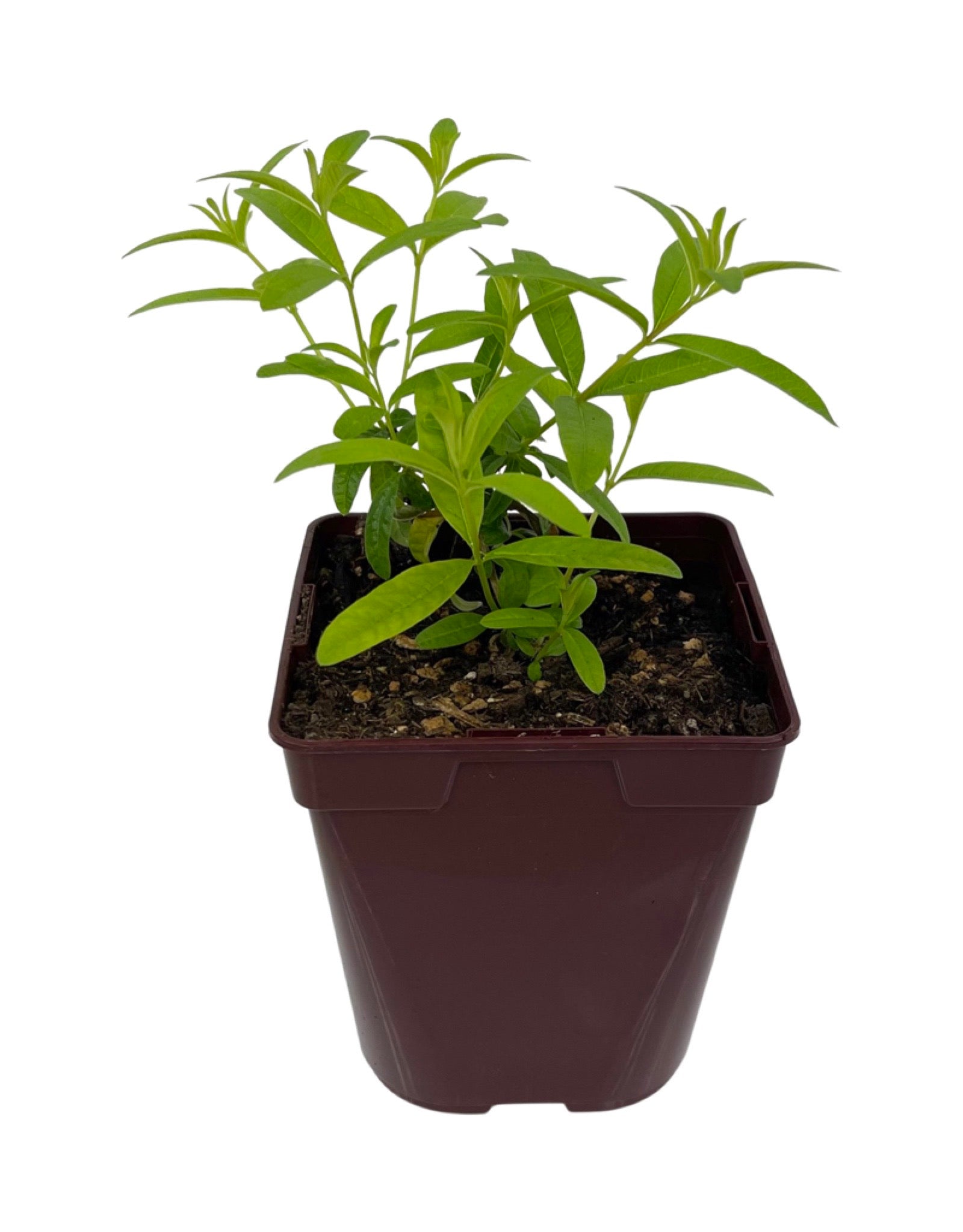 Aloysia citrodora (Lemon Verbena) - The Garden Corner
