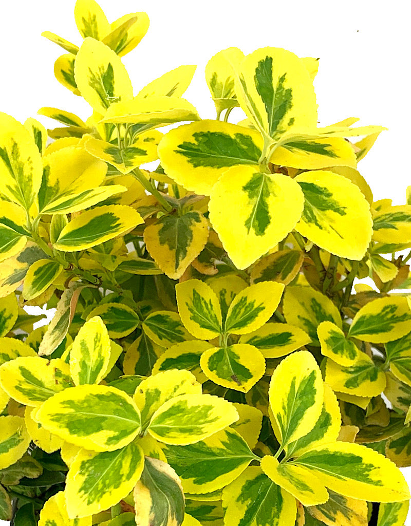 Euonymus f. 'Emerald n Gold' 1 Gallon