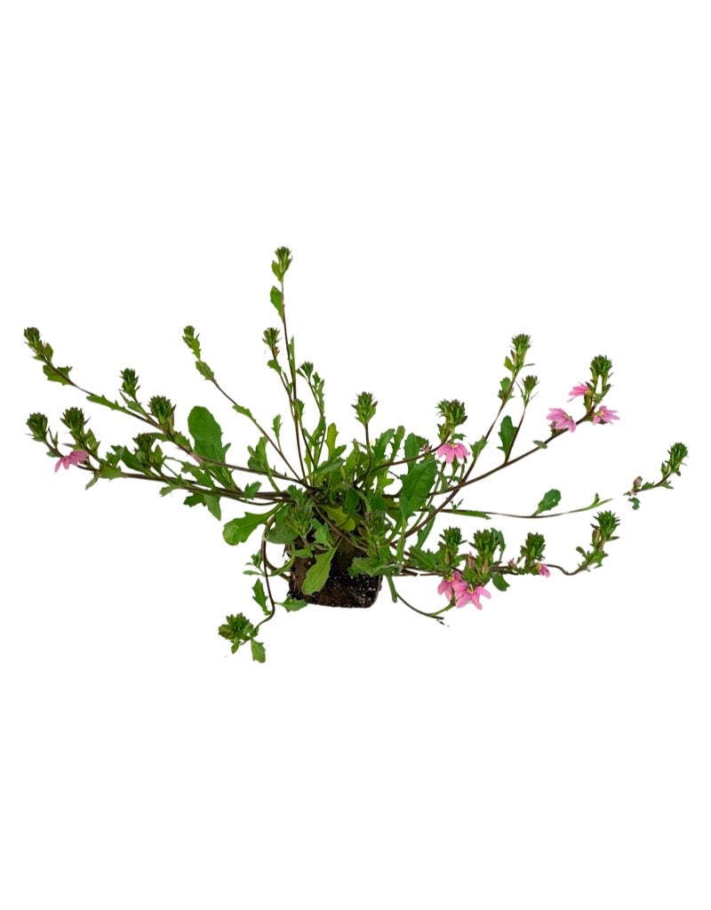 Scaevola 'Topaz Pink'