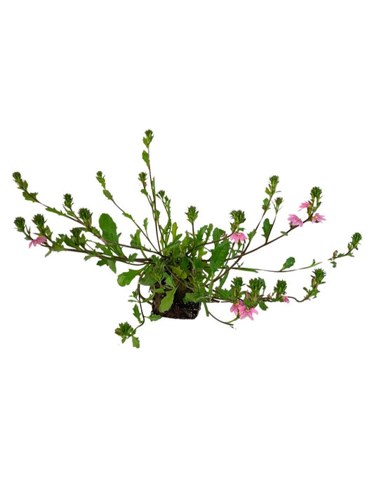 Scaevola 'Topaz Pink'