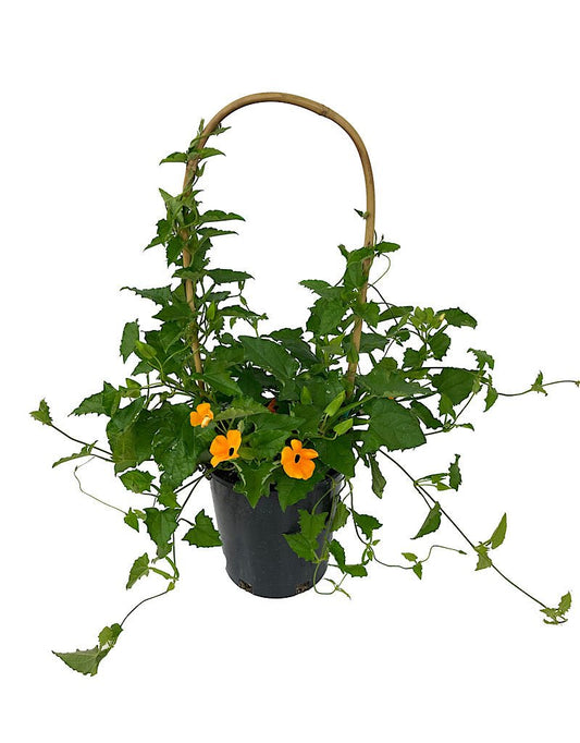 Thunbergia 'Orange w/ Black Eye' 1 Gallon - The Garden Corner