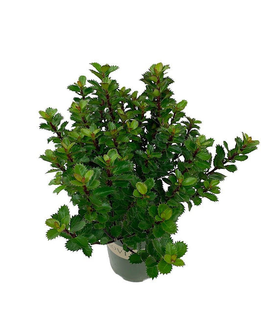 Ilex x 'Scallywag' 1 Gallon - The Garden Corner