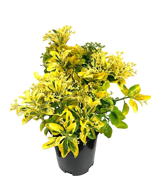 Euonymus japonicus 'Aureo - Marginatus' 1 Gallon - The Garden Corner