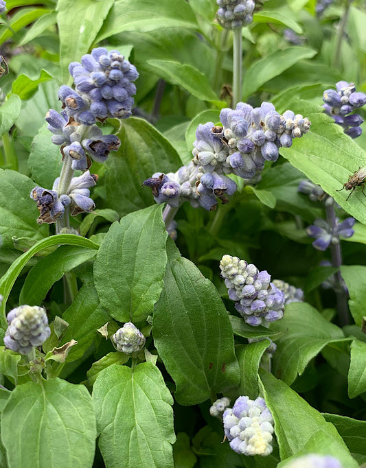Salvia 'Icon Light Blue' 6 Inch