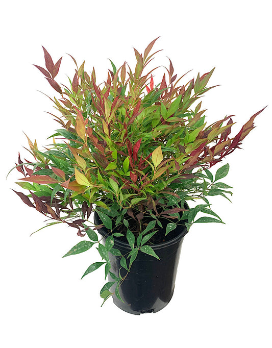 Nandina domestica 'Burgundy Wine' 1 Gallon