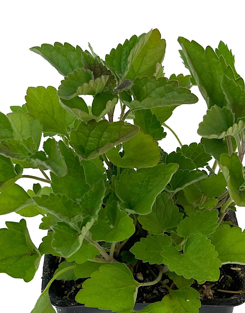 Catnip 4 Inch