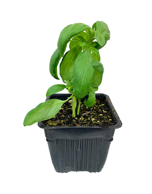 Basil 'Genovese'