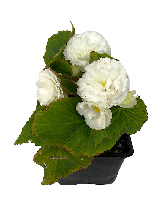 Begonia 'Nonstop White'