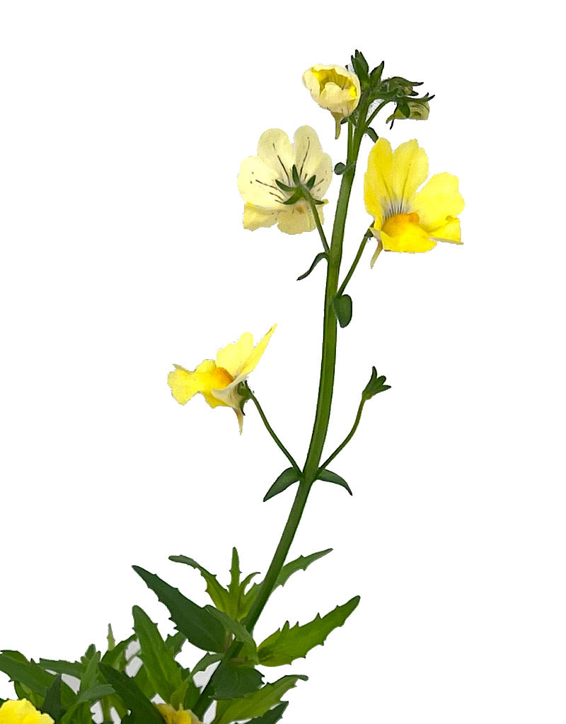 Nemesia 'Sunsatia Lemon Improved'