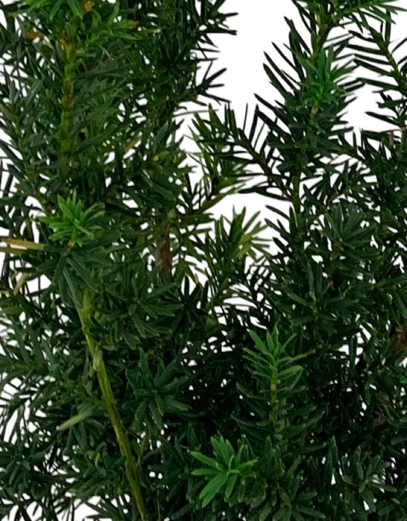 Taxus x media 'Hicksii'