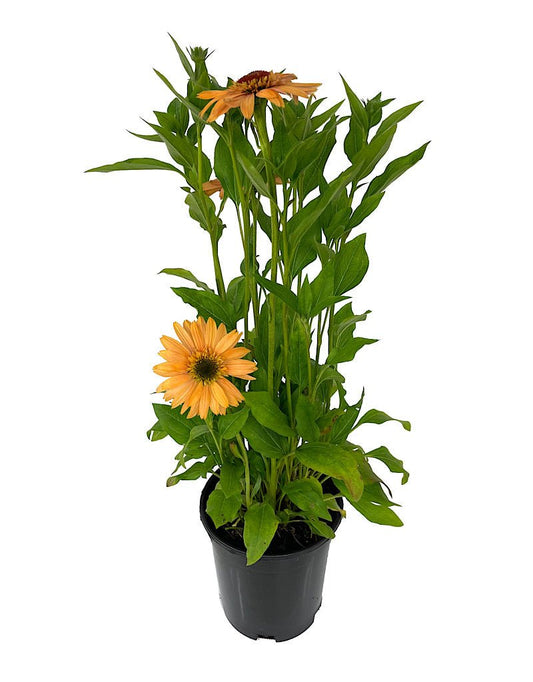 Echinacea 'Supreme Cantalope' 1 Gallon - The Garden Corner