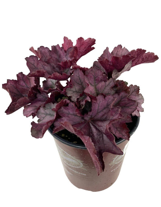 Heuchera 'Spellbound' 1 Gallon - The Garden Corner