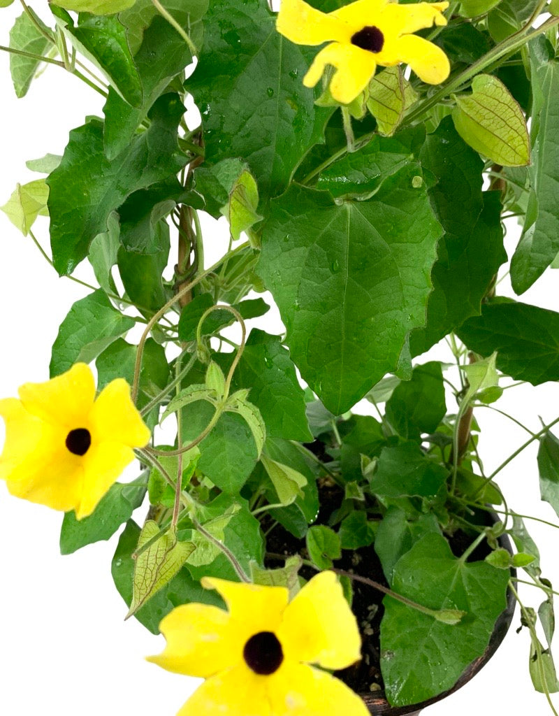 Thunbergia alata 'Lemon Star  8 Inch