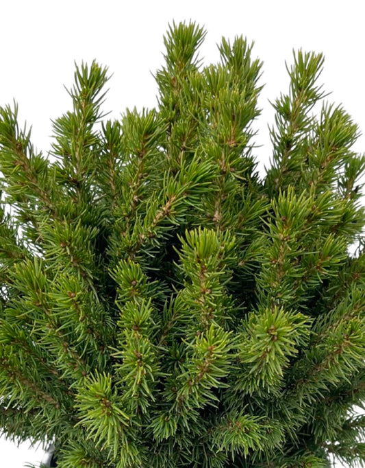 Picea glauca 'Humpty Dumpty' 1 Gallon