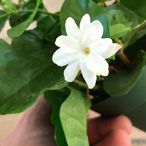 Jasmine sambac - 4 inch - The Garden Corner