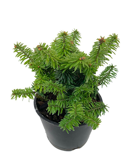 Abies balsamea 'Piccolo' 4 inch
