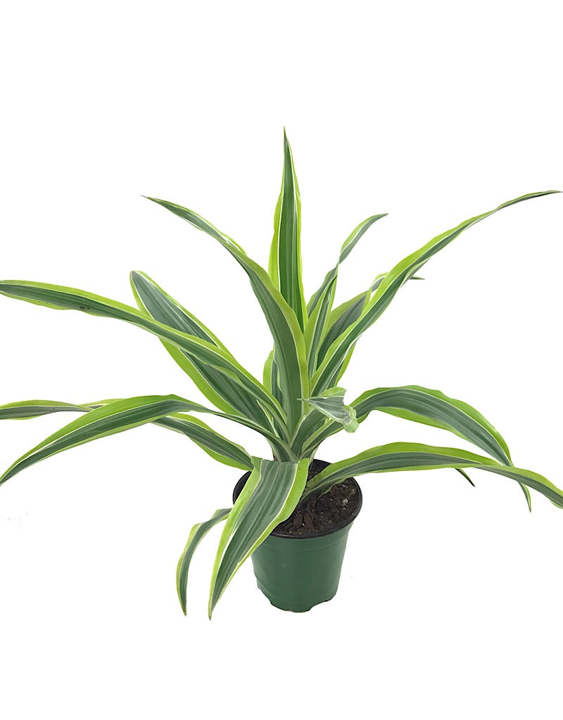 Dracaena deremensis 'Lemon Lime'