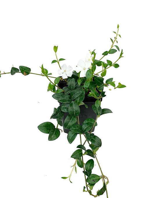 Vinca minor 'Alba' - The Garden Corner