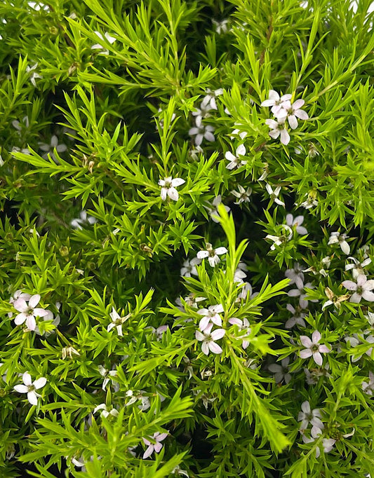 Coleonema 'Sunset Gold' 1 Gallon - The Garden Corner