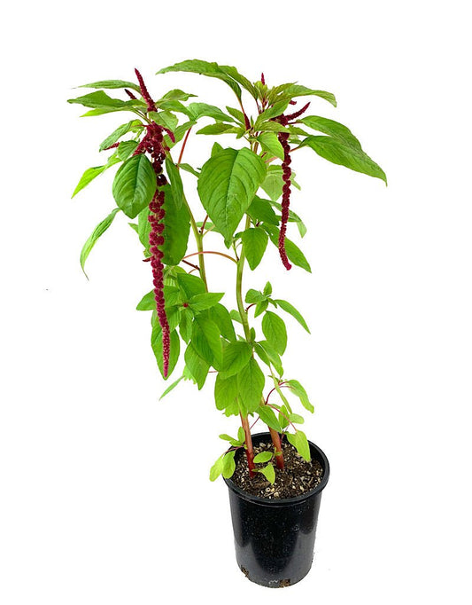 Amaranthus 'Red Tails' 1 Gallon - The Garden Corner