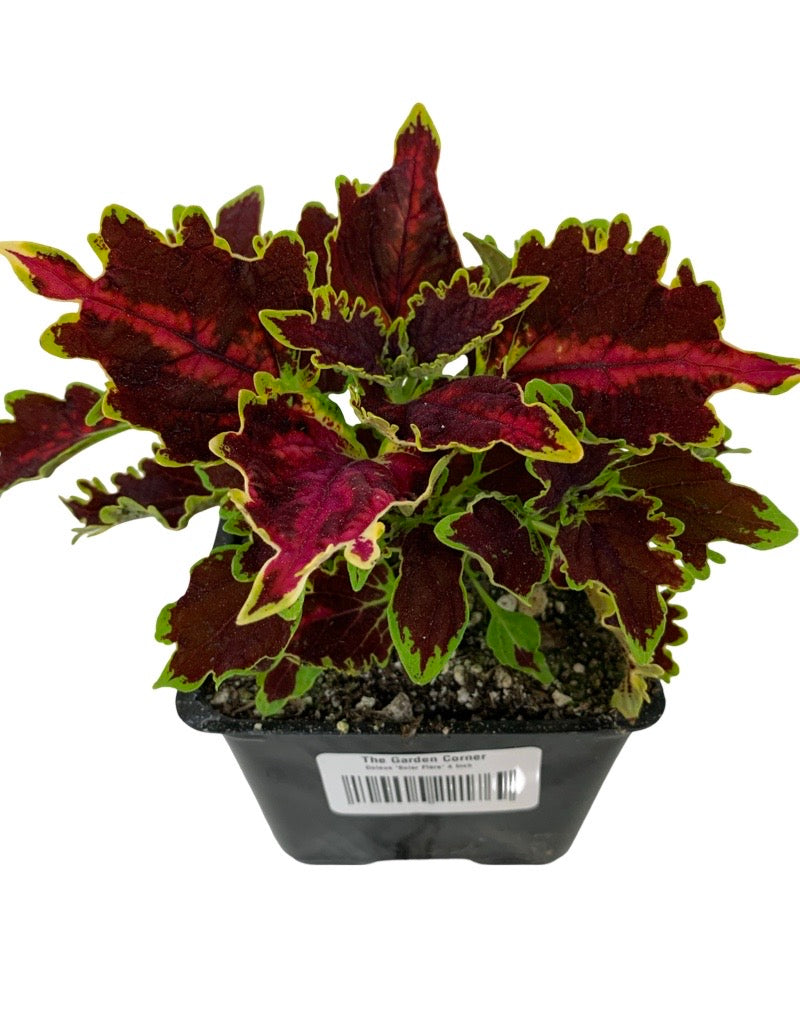 Coleus 'Solar Flare'