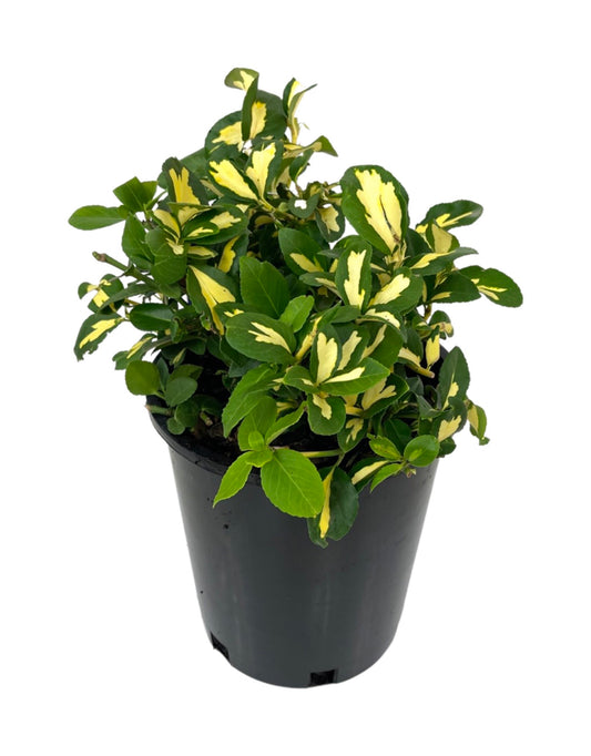 Euonymus fortunei 'MoonShadow' - The Garden Corner