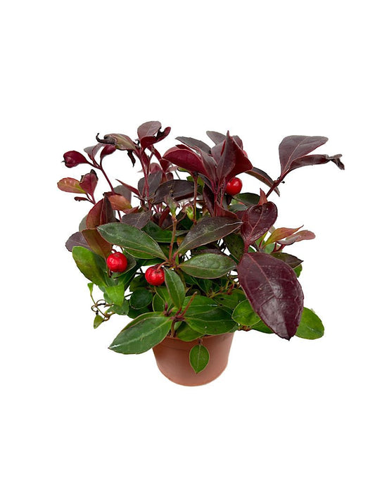 Gaultheria procumbens 2 Inch - The Garden Corner