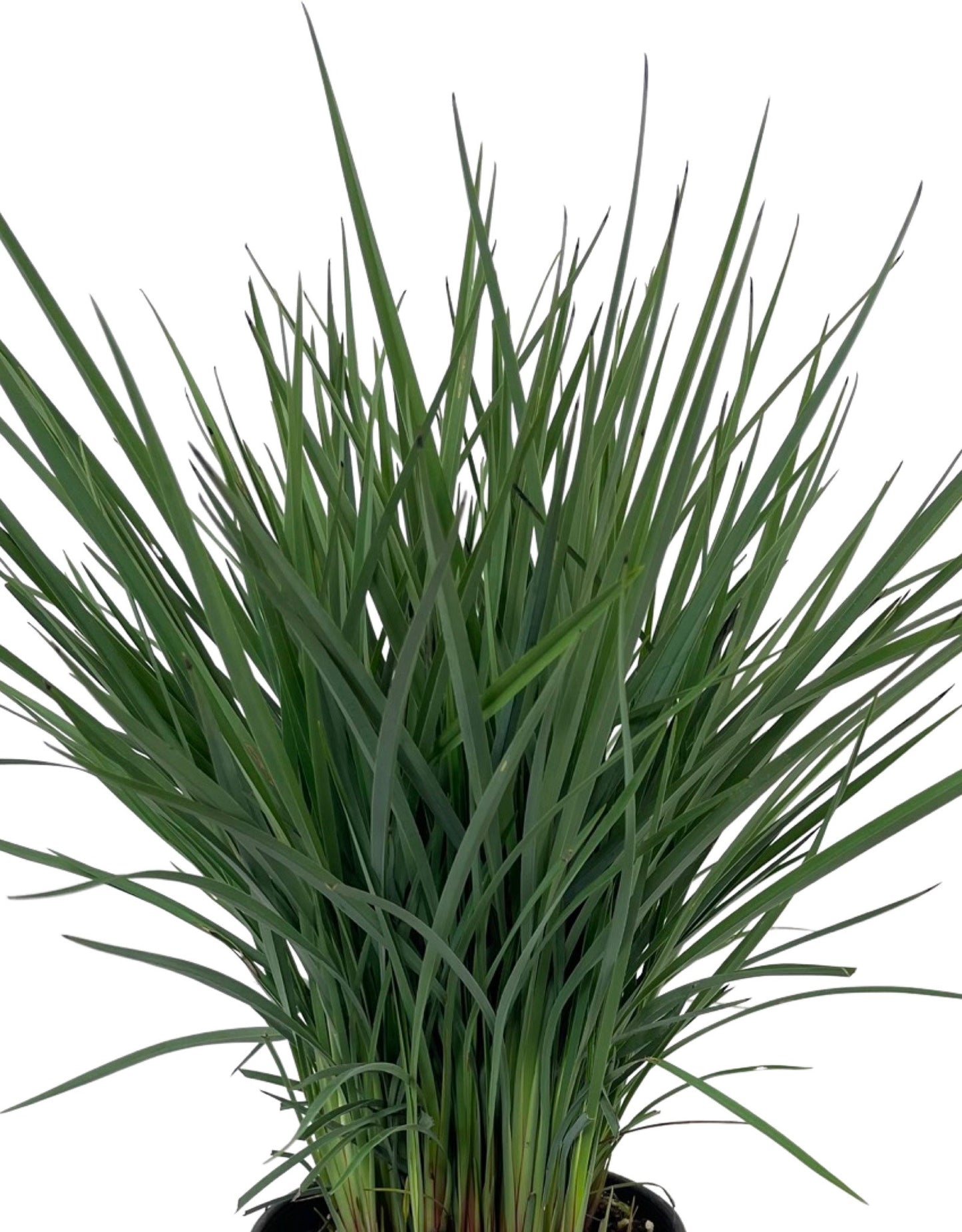 Dianella revoluta 'Coolvista'