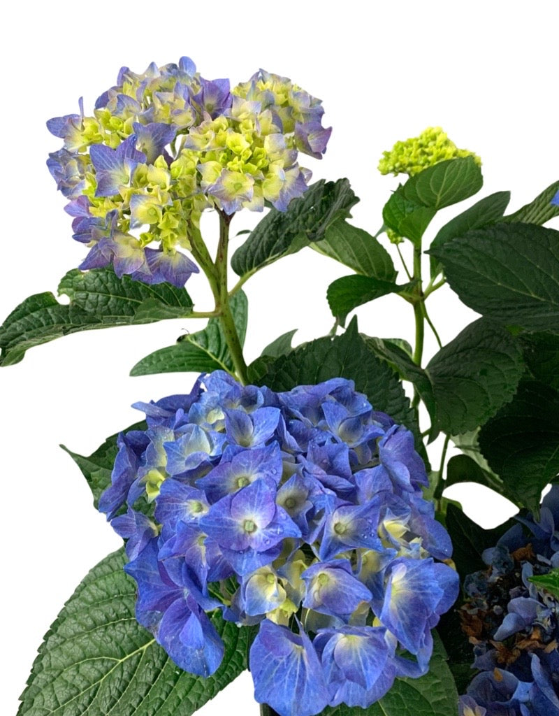 Hydrangea macrophylla 'Seaside Serenade Cape Cod'