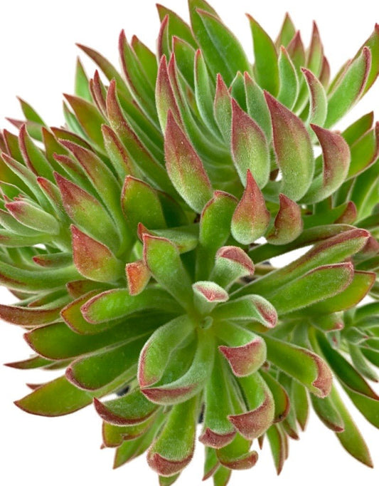 Echeveria harmsii Quart - The Garden Corner