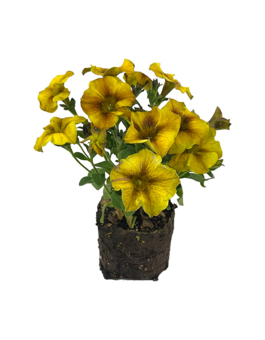 Petchoa 'Supercal Caramel Yellow' 4 Inch