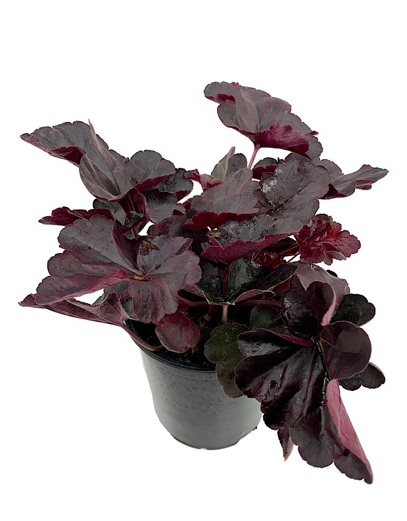 Heuchera 'Obsidian'