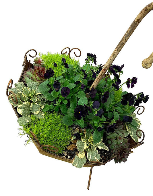 GC Exclusive 8 - The Garden Corner