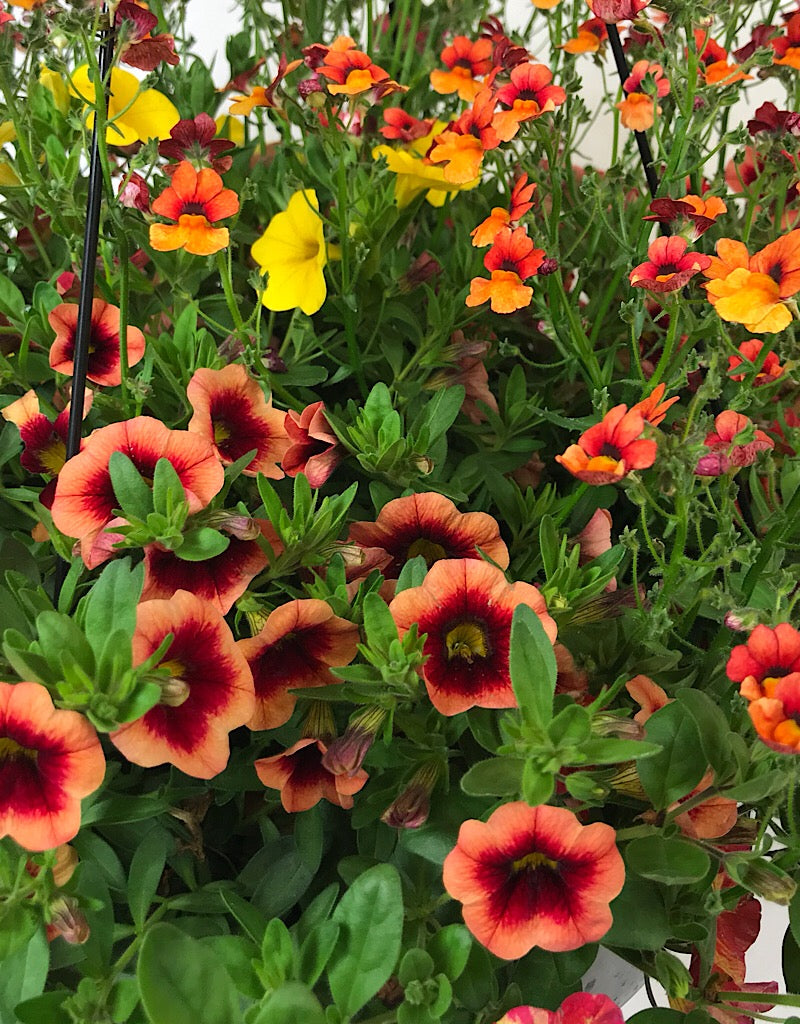 Rebel Basket Combination 4 - Annuals